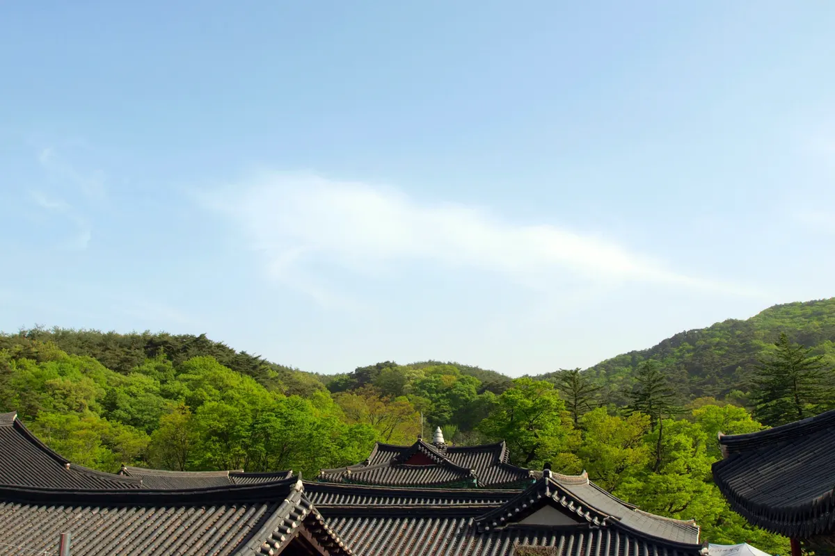 공주의 전통 지붕과 숲이 보이는 풍경